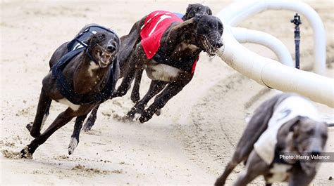 Henlow Greyhound Race Results .